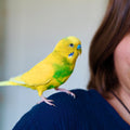 Altri Animali