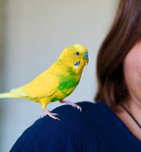 Altri Animali